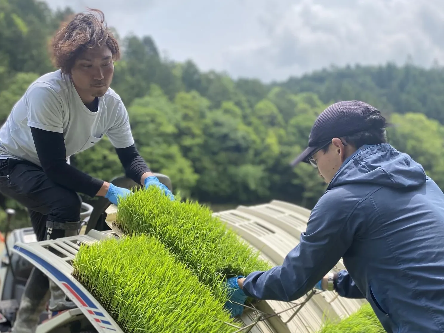 きぃやん！ブレンド米25kg！ 雪温精法国内産ブレンド米10kg | 商品詳細 | 高島屋オンラインストア