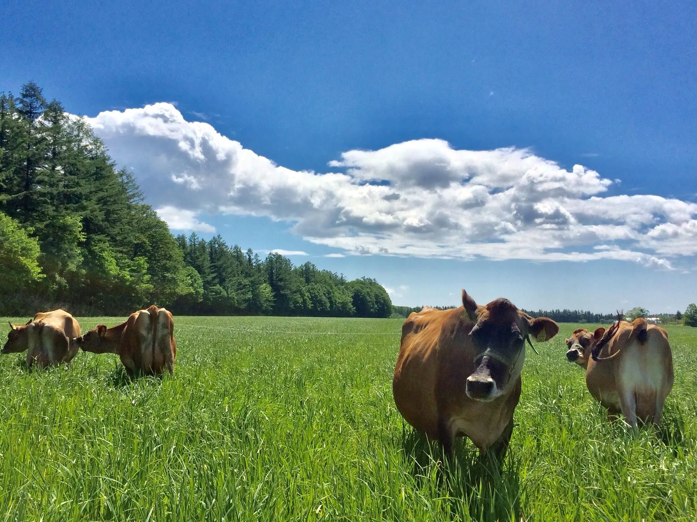 十勝ミルキー(トカチミルキー) - 仕入れ、卸ならグッズ