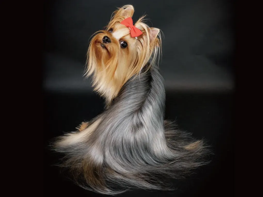 c-cell'lino(シセルリノ) - 仕入れ、卸ならグッズ