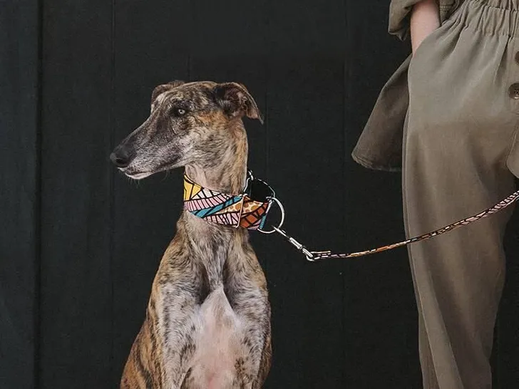 Brott Barcelonaの卸・仕入れ｜犬用首輪、リードなど｜グッズ