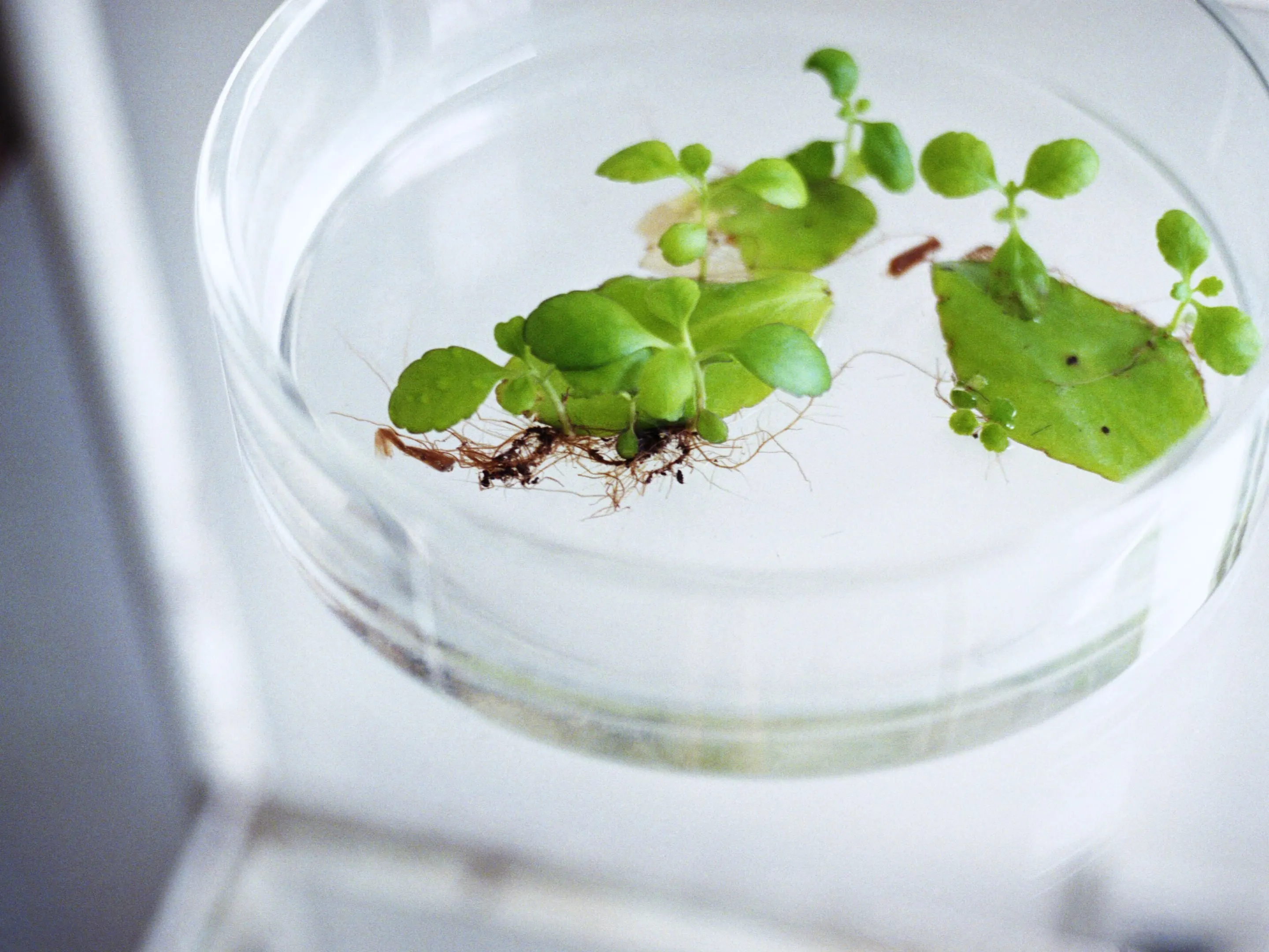 余［yo］(ヨ) - 仕入れ、卸ならグッズ