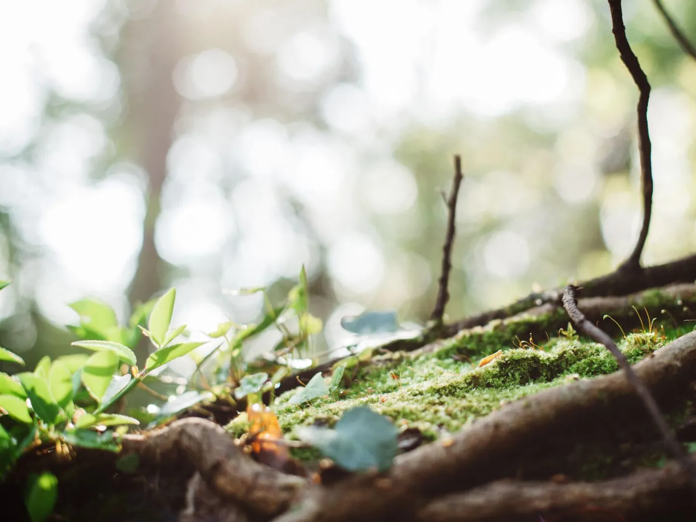 森・モノづくり研究所 / MORIMO(モリモノヅクリケンキュウジョ モリモ