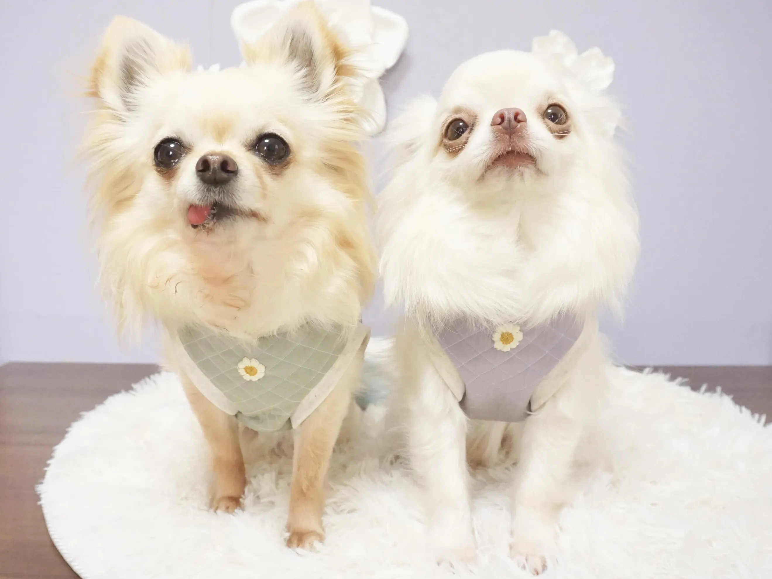 犬服キミト(イヌフクキミト) - 仕入れ、卸ならグッズ