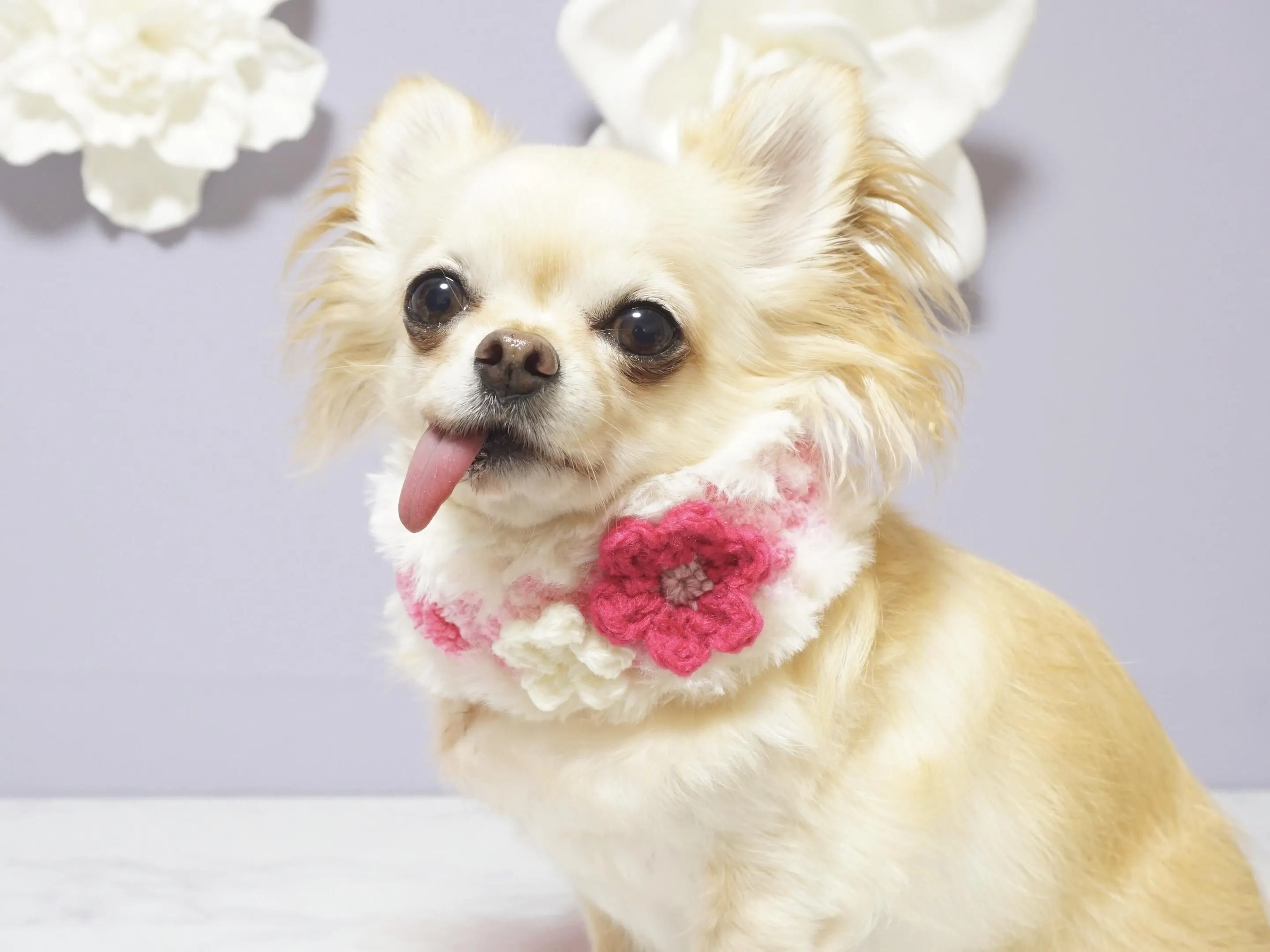 犬服キミト(イヌフクキミト) - 仕入れ、卸ならグッズ