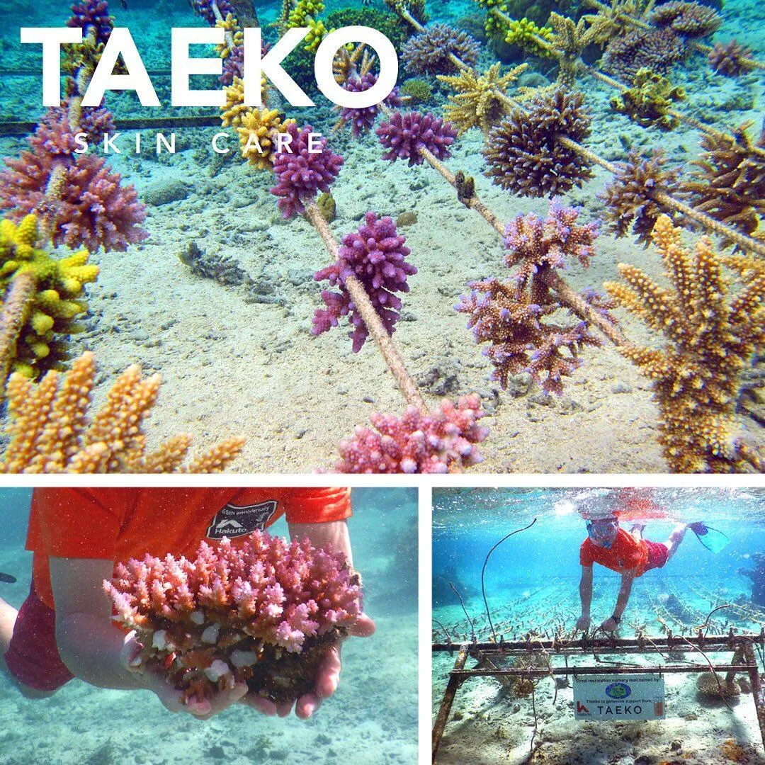 TAEKO のブランドページ・商品一覧 - goooods（グッズ）の仕入れなら