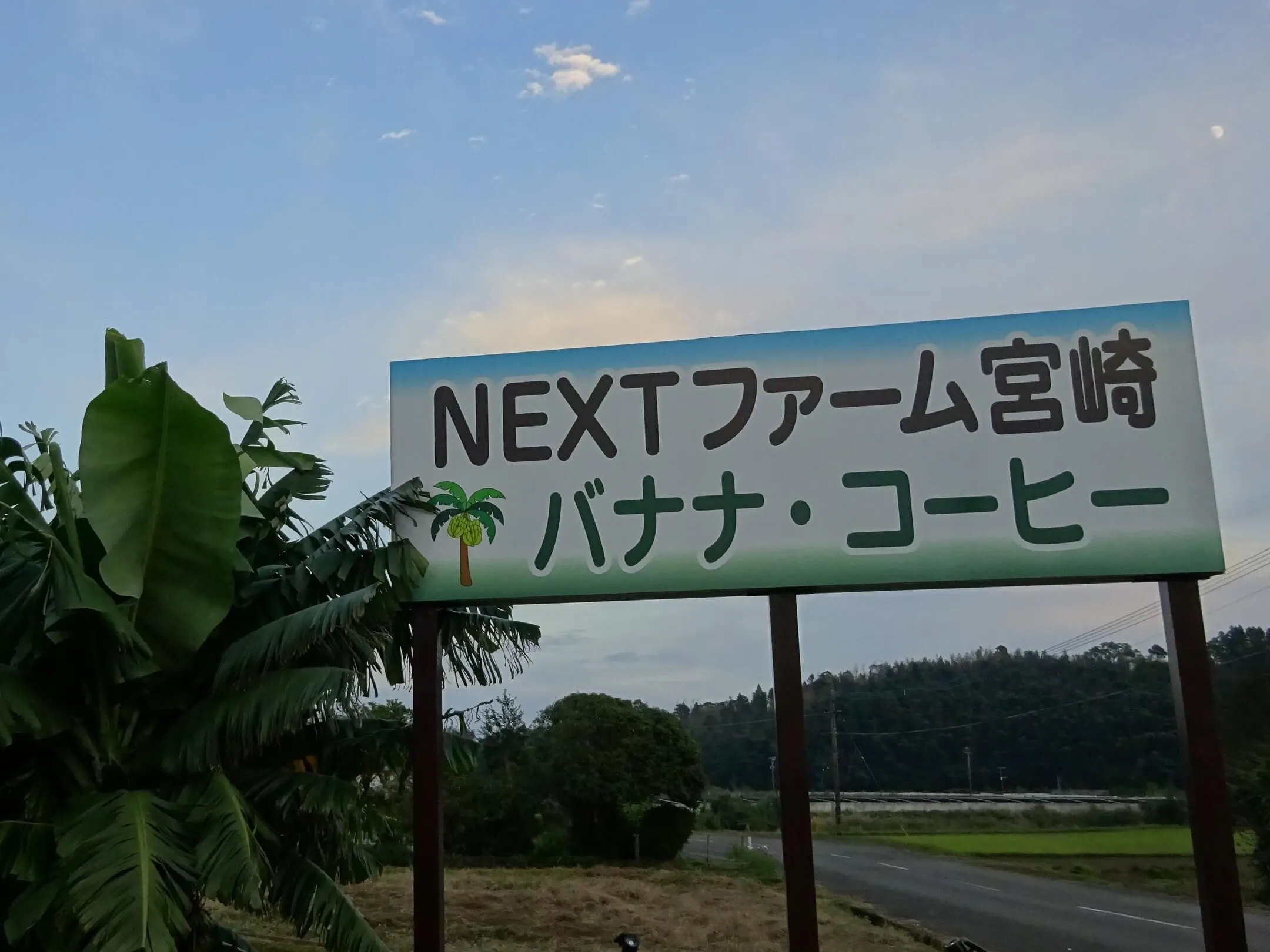 宮崎バナナ「NEXT716」(ミヤザキバナナ「NEXT716」) - 仕入れ・卸売り
