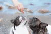 商品画像 2 のサムネイル