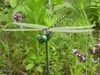 Thumbnail of product image 2