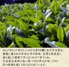 Thumbnail of product image 6