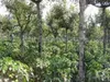 Thumbnail of product image 7