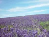 Thumbnail of product image 5
