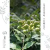 商品画像 11 のサムネイル