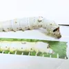 商品画像 4 のサムネイル