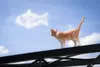 商品画像 4 のサムネイル