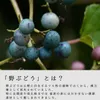 商品画像 7 のサムネイル