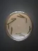 Thumbnail of product image 4