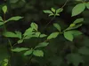 商品画像 4 のサムネイル