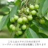 商品画像 3 のサムネイル