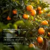 商品画像 6 のサムネイル