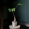 商品画像 6 のサムネイル