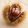 商品画像 5 のサムネイル