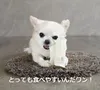 商品画像 4 のサムネイル
