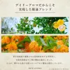 商品画像 5 のサムネイル