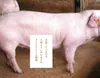 商品画像 3 のサムネイル
