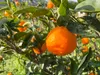 Thumbnail of product image 3
