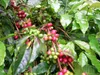 Thumbnail of product image 6