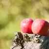 商品画像 9 のサムネイル