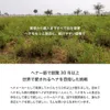 商品画像 9 のサムネイル