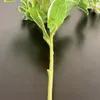 商品画像 10 のサムネイル