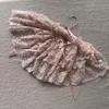 商品画像 3 のサムネイル
