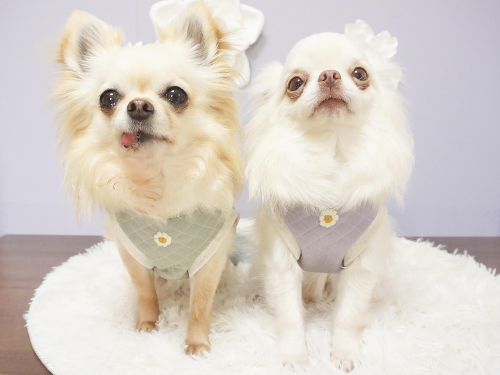 えみ様☆犬服☆ハンドメイド✩.*˚ 犬服キミト(イヌフクキミト) - 仕入れ・卸売りならグッズ - 全国の