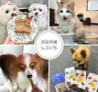 渋谷市場しぶいち