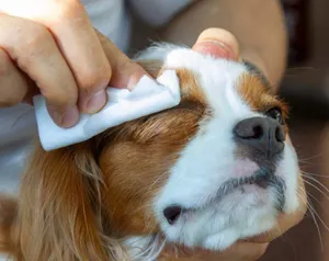 犬 HALU'S DERMAL CARE シャンプー 4L ペット 皮膚 予防 【公式通販】