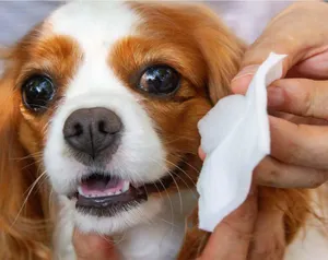 6本セット ペットマイボシャンプー（ペットの疾病予防に眼の周りを洗浄