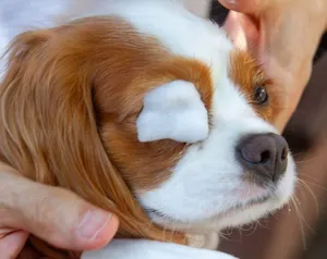 6本セット ペットマイボシャンプー（ペットの疾病予防に眼の周りを洗浄