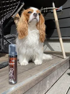 6本セット ペットマイボシャンプー（ペットの疾病予防に眼の周りを洗浄