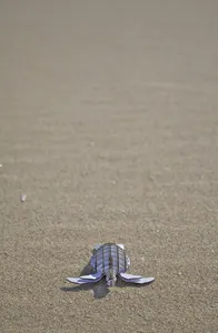 亀段（かめだん）ウミガメ Turtle127／段ボールクラフト White