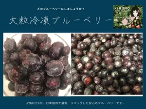 KIMONO FRUITS】冷凍ブルーベリー 10kg (1000g×10）（カナダ産）栄養