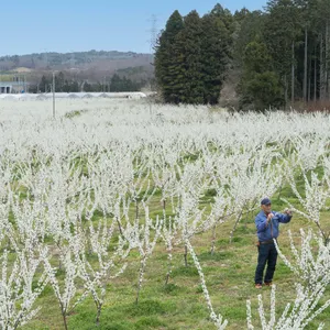 ジャム】露茜使用 爽やかな酸味と果実感あふれる 梅農園ジャム 100g×20