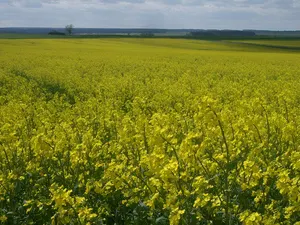 春の草原 春の草原ハチミツ（百花蜜） 1kg Spring Field Honey 業務用