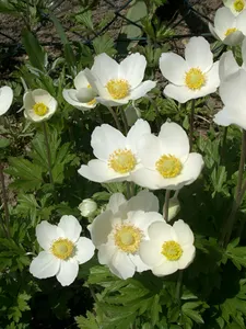春の草原ハチミツ（百花蜜） 1kg Spring Field Honey 業務用
