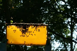 オーガニック コムハニー 200g 巣蜜 Organic Comb Honey - 仕入れ